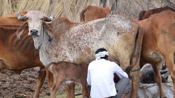 good news for farmers gopal puraskar organized in devas mp Cow giving maximum milk get a reward of rs 51000