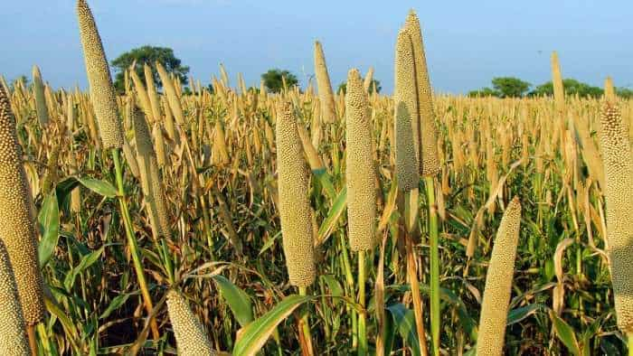 farmers increase income with millets cultivation Bihar government made a special plan