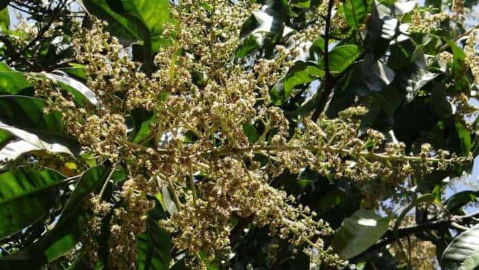 mango farming bihar govt agri department alert for farmers disease and pest control in mango garden during flowering