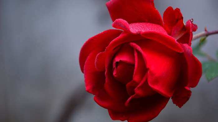 Rose Day 2023 Wishes images quotes status shayari date all you need to know about valentine day