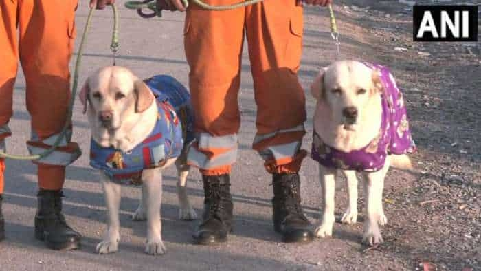 NDRF Labrador Romeo and Julie who saved six year old in quake hit Turkey