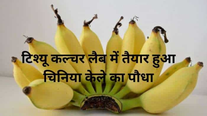 Agriculture agri scientist developed new variety of chiniya banana chiniya kela