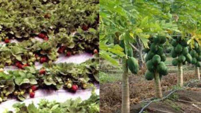 Success story farmer starts strawberry and papaya farming earns over rs 10 lakh know details