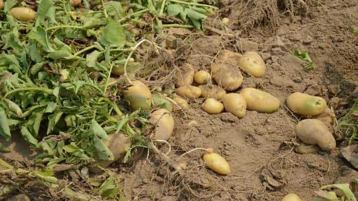 Potato Cultivation cpri developes new variety of potato kufri kiran