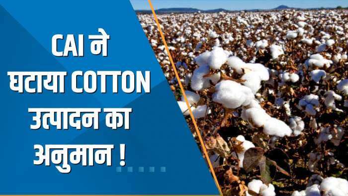 Commodity Superfast: CAI ने 2022-23 के लिए Cotton उत्पादन का अनुमान घटाकर 321.50 लाख गांठ किया