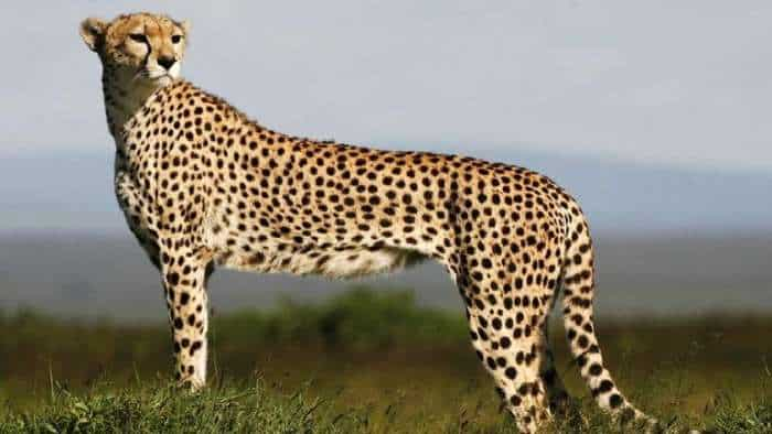 The population of cheetahs will increase in the country 12 cheetahs will be brought from South Africa to India on February 18