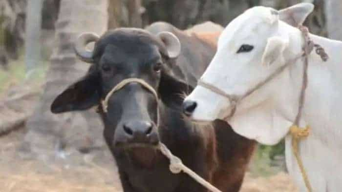 Mukhyamantri Kamdhenu Bima Yojna: पशु की मृत्यु होने पर 40 हजार रुपए का मुआवजा दे ये रही है सरकार, सीधे खाते में आएगा पैसा