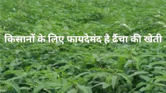 Daincha farming dhaincha green manure crop will increase farmers income haryana govt will bear 80 percent of the cost check details