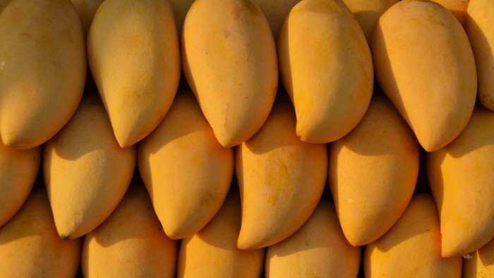 Mangoes ripening with chemical calcium carbide acetylene gas FSSAI Bars ripening mangoes with calcium carbide