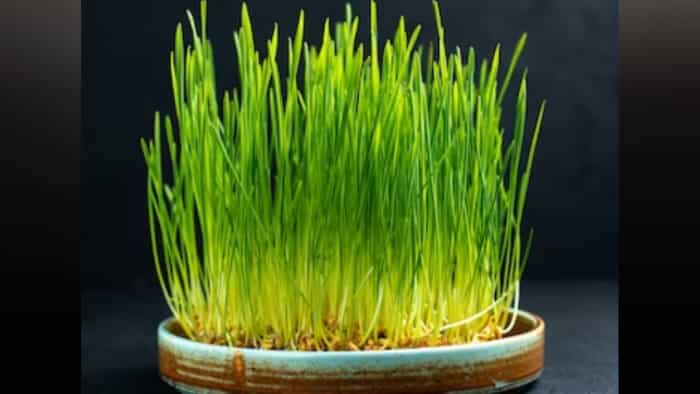 Navratri jaware what to do wheatgrass after nine days know significance of jaware khetri amazing health benefits of  wheatgrass juice