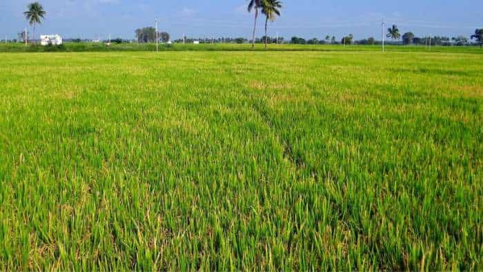 Punjab govt sets up panel for alternative crops to paddy to save water