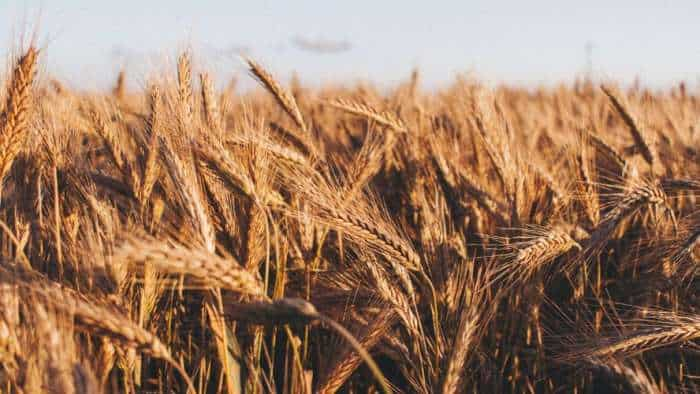 Farmers Fear Massive Yield Loss As Untimely Rains Hailstorm Hit Wheat Crop Over 5-23 Lakh Hectare