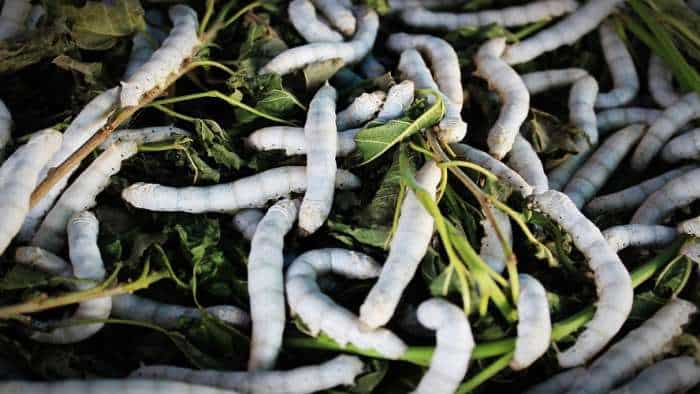 Sericulture yogi government plans to double farmers income by silk farming check details