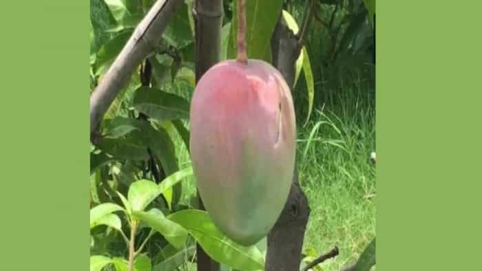 most expensive mango of the world price more than 2 lakh 50 thousand known as miyazaki mango