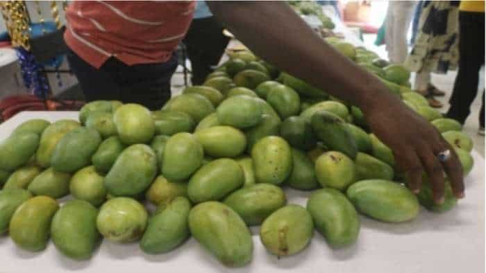 GI Tag Madhya Pradesh Morena gajak rewa sundarja mango get GI Tag