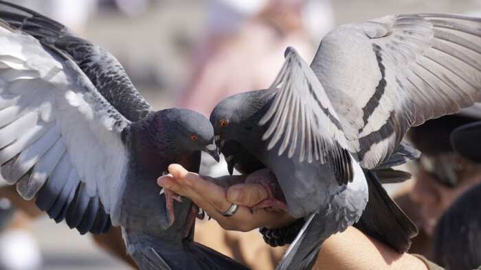 World Health Day 2023 dangerous ILD Interstitial lung disease caused by pigeons dropping know about symptoms precautions treatment   