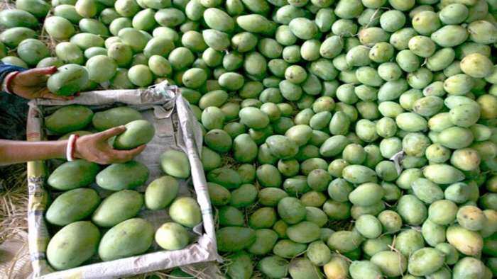 Eat now pay later Alphonso mango buy on emi Pune trader offers mangoes on EMI