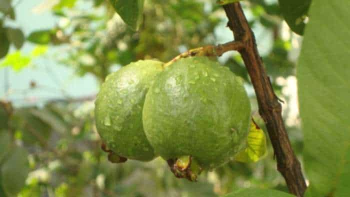 Success Story government teacher become farmer earns in lakhs from guava farming