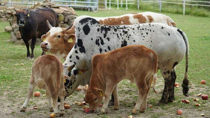 good news for farmers protect your female animals from brucellosis disease bihar sakar giving free vaccine