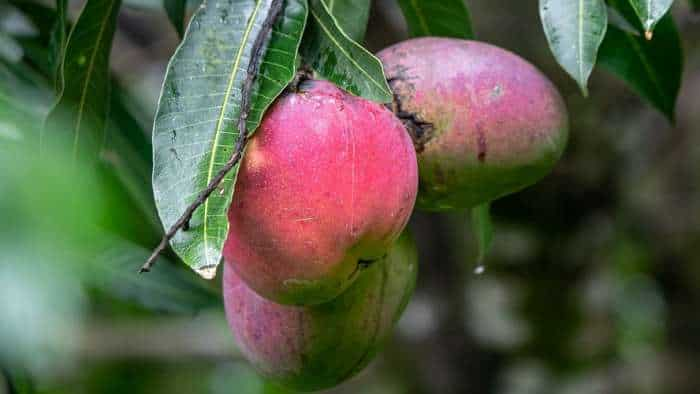 Red banded caterpillar damaged mangoes in bihar apply these measures to protect mango check details