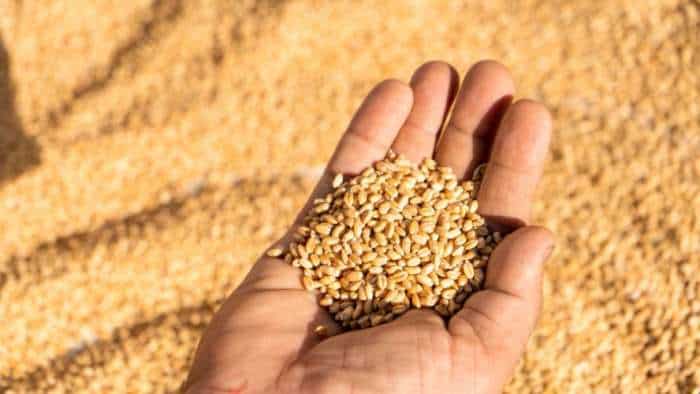 big relief to farmers Centre relaxes wheat procurement norms in Punjab Haryana Chandigarh and Rajasthan