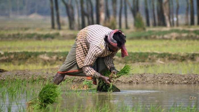 Good News New method of paddy cultivation haryana government provide support of rs 4000 per acre farmers know full details