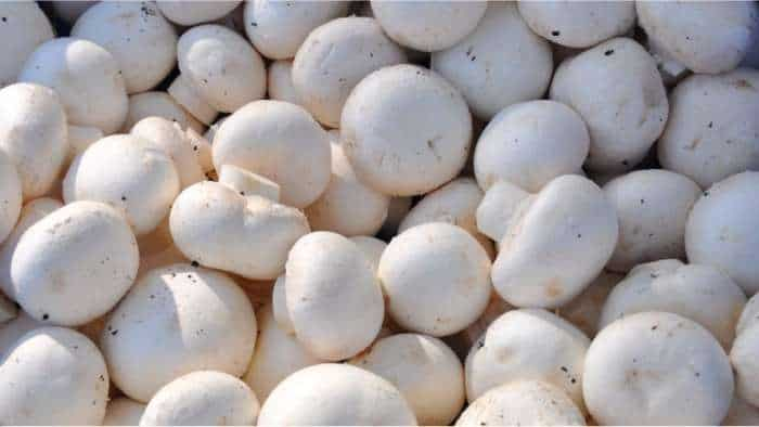 Mushroom Farming Jammu and kashmir government to introduce new variety of NPS-5 mushroom in September Mushroom ki Kheti