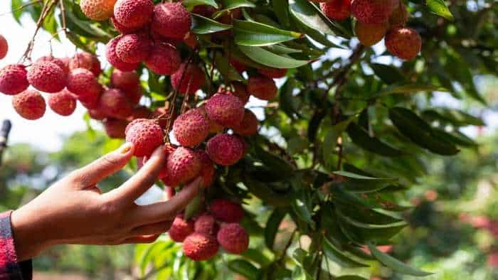 Litchi ki kheti Litchi farming farmers get this big facility start cold storage and pack house to protect litchi