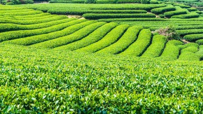 Annual crop loss of 147 million kg due to pest attacks says Tea Research Association