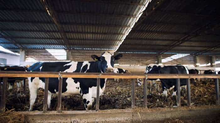 government scheme jharkhand government provide 50 percent subsidy on cow purchase check details