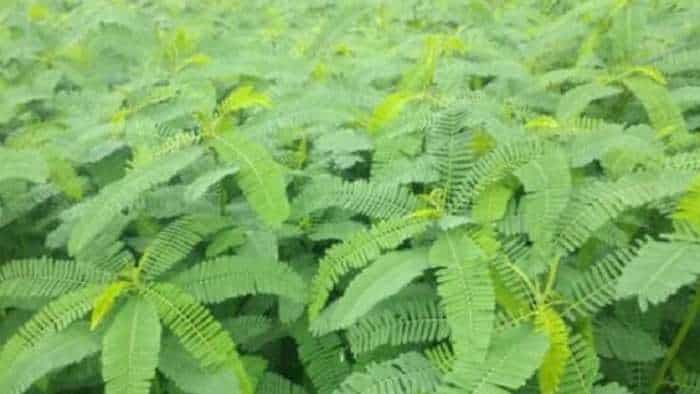 good news haryana government providing 80 percent subsidy on dhaincha and moong seed check full details