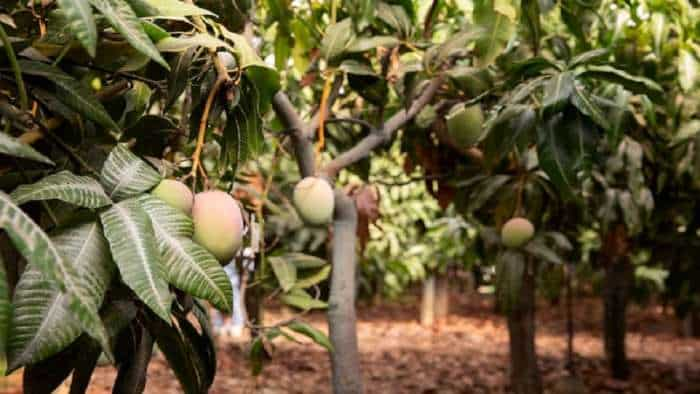 Pests attack on mango tree follow these measures for protection to get bumper benefit