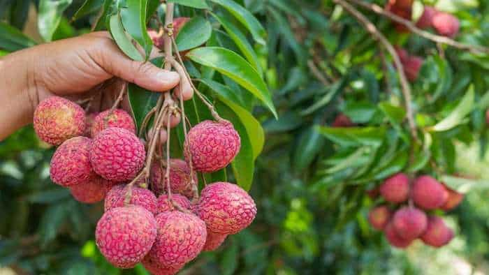 Bihar Litchi Farming weather changes return happiness farmers face hope of bumper yield IMD