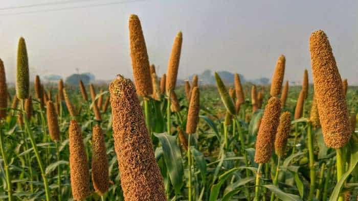 Jammu and Kashmir Government To Revive Traditional Millet Cultivation On 8000 Hectares of Land