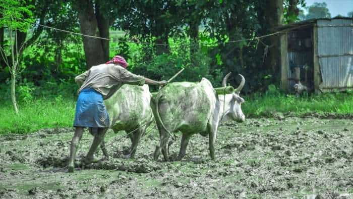 10 percent of crop loss compensation to go to labourers employed by farmers Punjab CM Bhagwant Mann