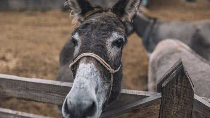 Success story School dropout start donkey farming selling donkey milk for Rs 5500 a liter earns in crores