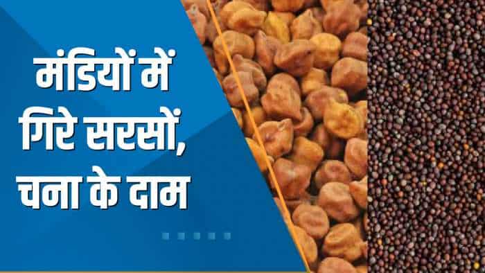 Commodity Special: मंडियों में गिरे सरसों, चना के दाम; जानिए क्या है इस गिरावट की वजह