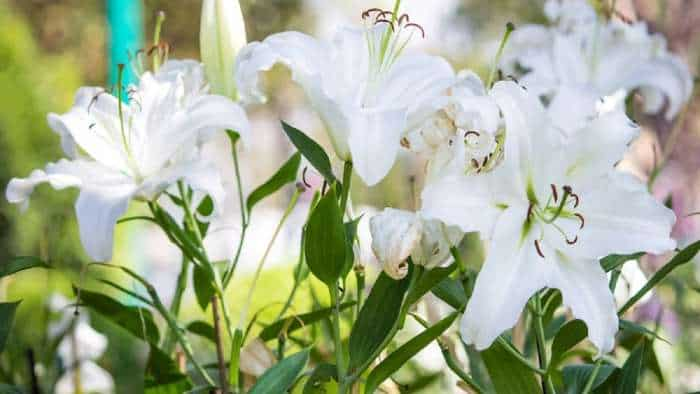 Success story agri diploma holder took 60 days training and start Lily flower farming now earns over rs 40 lakh annually