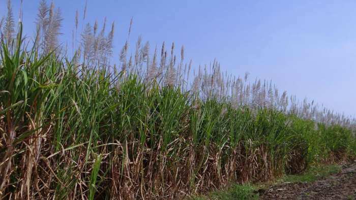 Sugarcane production increased in Uttar pradesh yogi government provides up to 90 percent subsidy on drip and sprinkler irrigation