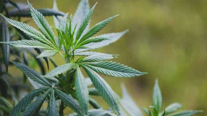 Himachal Pradesh government mulling to legalise Cannabis cultivation to boost economy