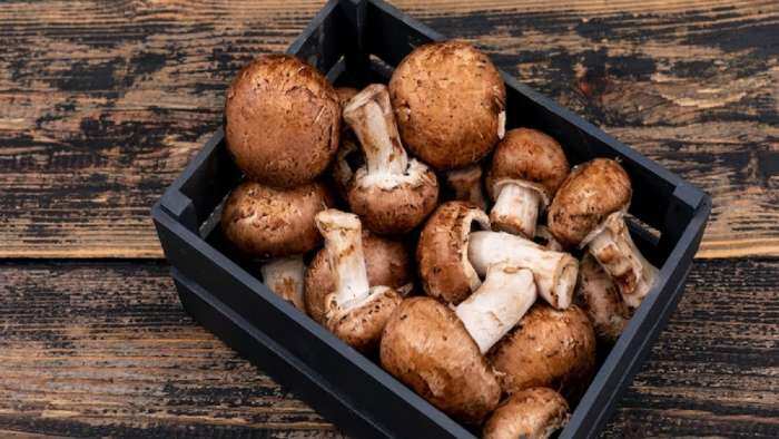 jammu-kashmir farmer to cultivate shiitake mushroom from september Mushroom ki kheti 