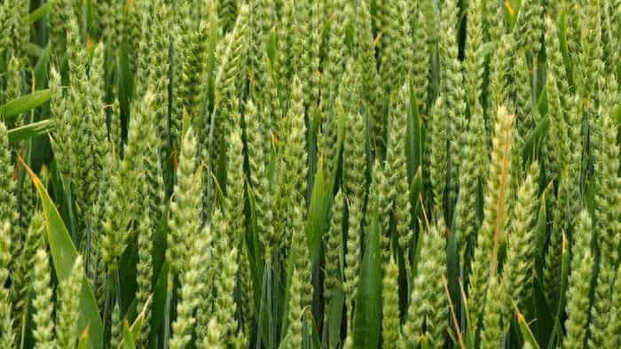 Zaid crops Area under summer crops decreased to 65-29 lakh hectares millets  increased