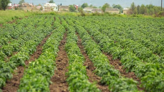 rajasthan government providing subsidy to farmers doing organic farming check full details