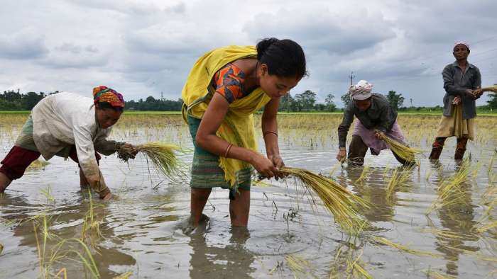 El Nino Impact Centre asks state adequate availability of seeds For Kharif Sowing amid weakening of monsoon