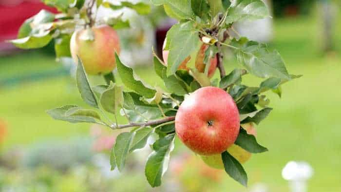 hariman-99 apple Farmer planted apple orchard in Bihar know how to do farming in 45 degree temperature