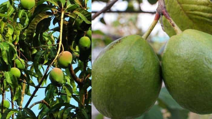 Earn from mango guava and banana horticulture bihar Government giving rs 50000 check details