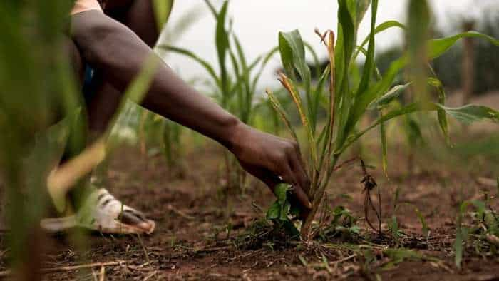 interest waiver scheme mp farmers CM Shivraj Launch Mukhyamantri Krishak Byaj Mafi Yojana 2023 