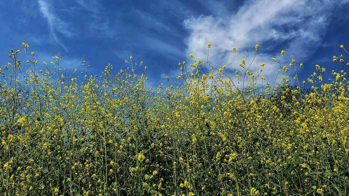 Government misleading SC on herbicide-tolerant nature of GM mustard Coalition