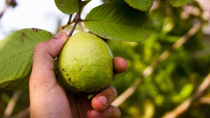 krishi yojana haryana government starts Booking of grafted plants of Hisar Safeda variety of guava how to apply