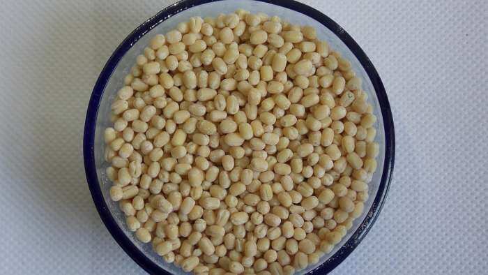 India exploring importing urad from Brazil